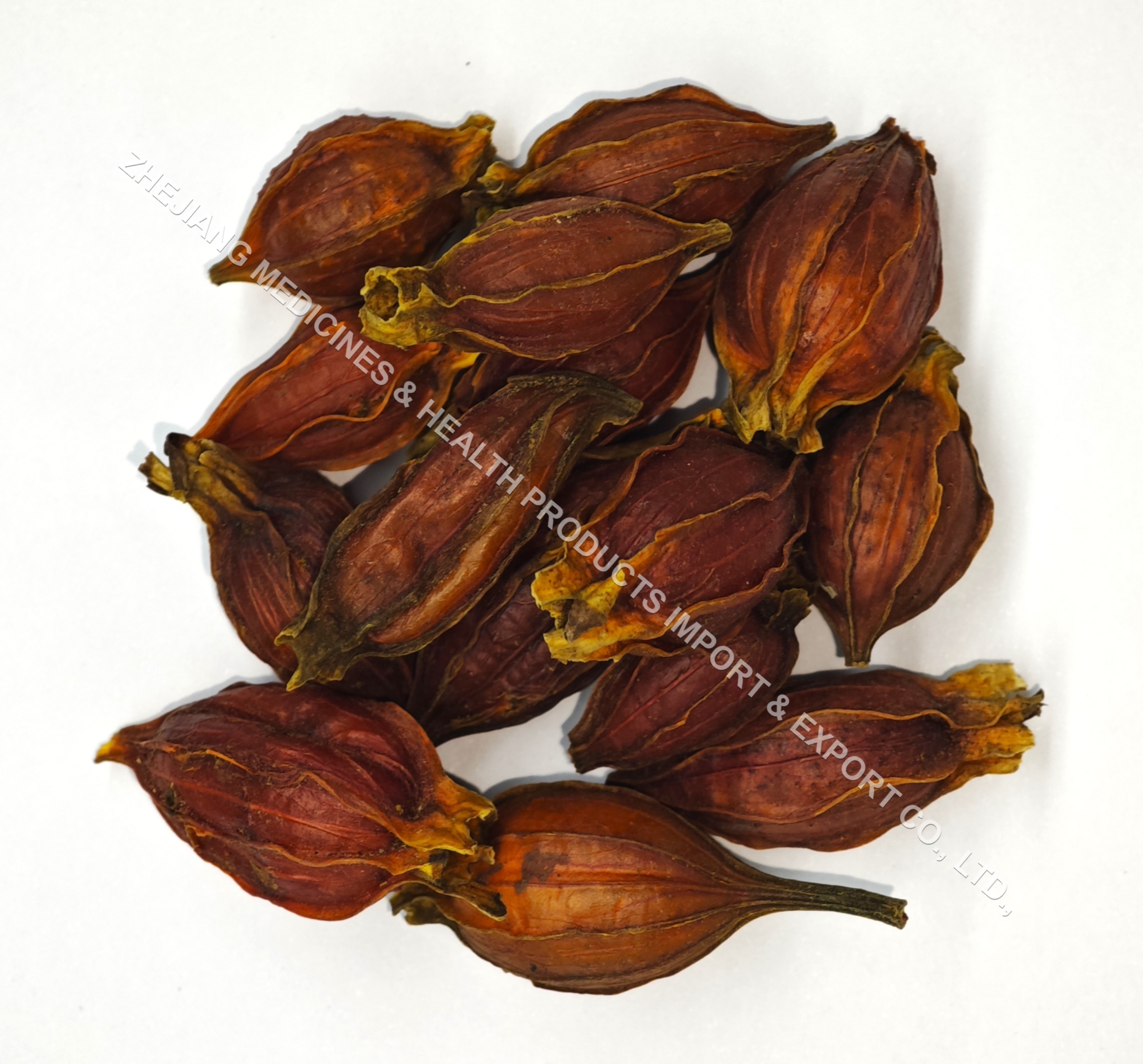 梔子-Common Gardenia Fruit.jpg